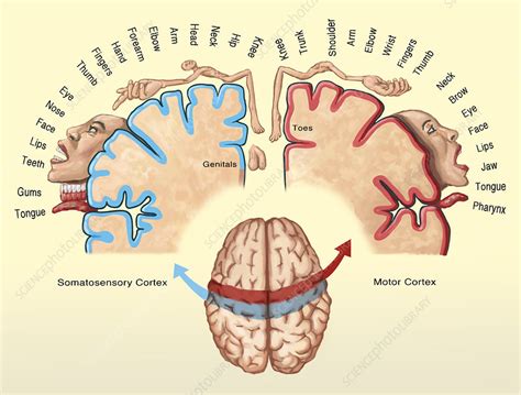 Cortical Homunculus Illustration - Stock Image - C043/2707 - Science ...