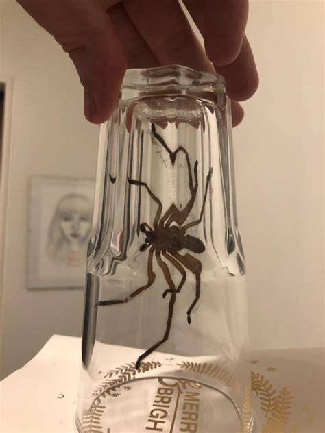 Had an Avondale spider decide to drop in : r/auckland