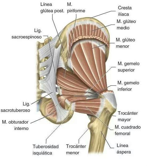 Hemipelvis posterior | Anatomy | Pinterest