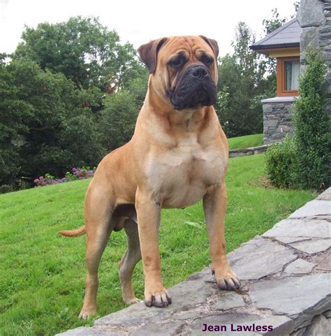 english bullmastiff dog online