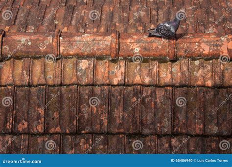 Pigeon On The Roof Of The House, Standing Pigeon, Dove Or Dove On Blurred Background Royalty ...