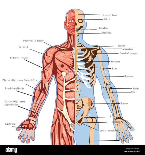 Körper, Mensch, Anatomie, Medizin, Gesundheit, Illustration, Medizin, Wissenschaft, Infografik ...