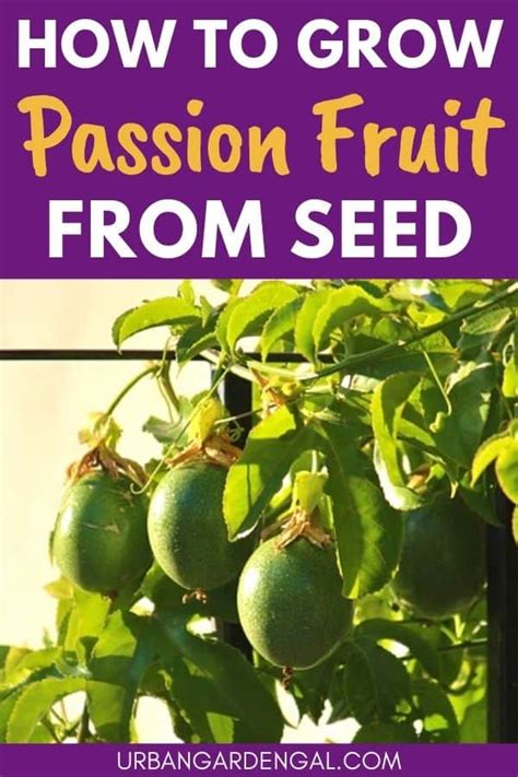 How To Grow Passion Fruits From Seed – Urban Garden Gal