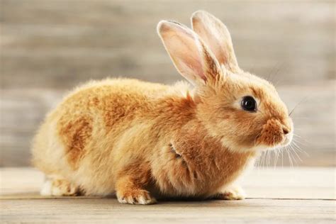 Is Your Rabbit Blind? 8 Ways to Find Out – Rabbit Informer