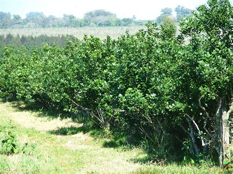 Galería de Fotos "Yerbales con distintos tipos de cubiertas verdes"