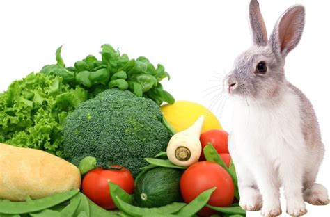 What Vegetables Can Rabbits Eat? And Facts You Should Know