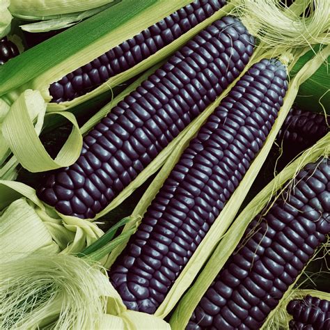 Hopi Blue Improved Ornamental Corn Seeds for Sale | Everwilde Farms