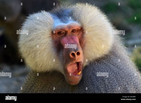 Baboon Face High Resolution Stock Photography and Images - Alamy