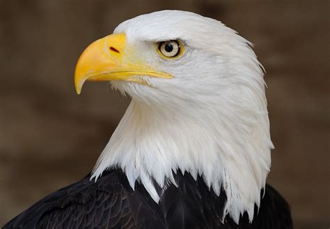 Bald Eagle-United States of America National Bird