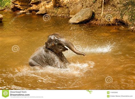 Baby Elephant Bathing In The River - Thailand-2 Royalty-Free Stock ...