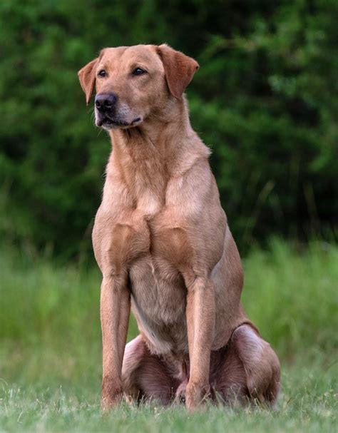 Paddy - Double TT British Kennels