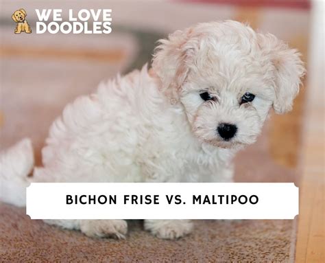 Bichon Frise vs. Maltipoo: Dog Breed Comparison! (2023) - We Love Doodles