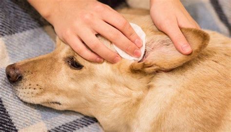 Ear Mites in Dogs: Symptoms, Natural Treatments and Prevention | Dog ...