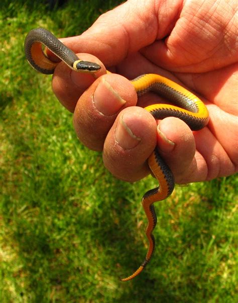 Northern Ringneck Snake | D.Z. Arvin property, Washington To… | Flickr