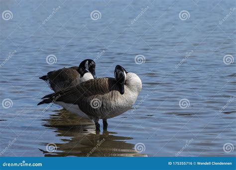 Pair of Canadian Geese Cleaning Their Feathers Stock Photo - Image of ...