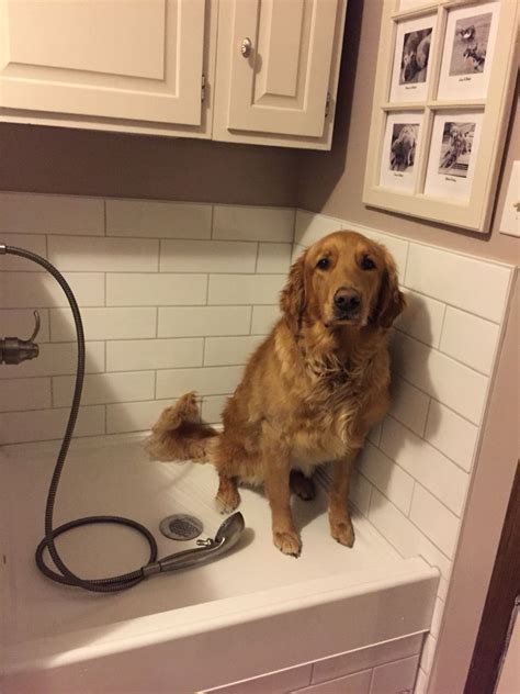 Mud room dog shower | Dog shower, Dogs, Golden retriever