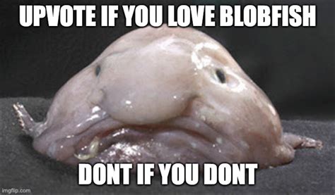 Blobfish! - Imgflip