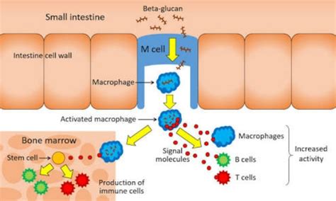 Beta glucan, how they are working on gut health. Ref: 51869