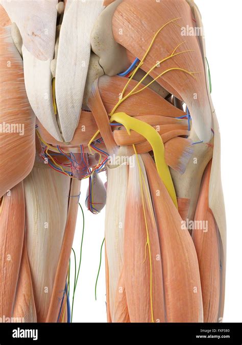 Anatomy of human buttocks hi-res stock photography and images - Alamy