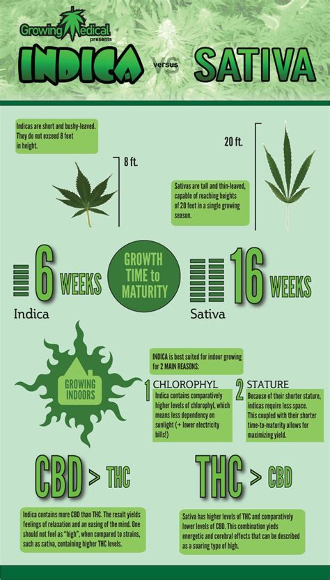 The Differences between Cannabis Indica & Sativa Weed