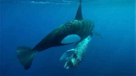 Killer whales hunting a Humpback whale calf and eating its tongue!!! - YouTube