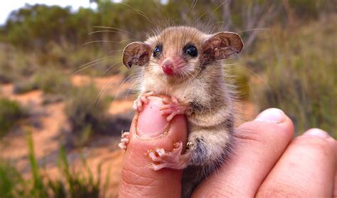 Two little finger-sized mice are amusing