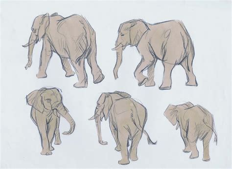 Elephant Drawing Reference and Sketches for Artists