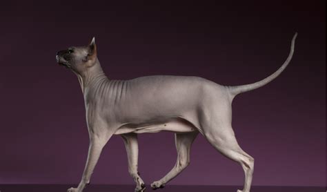 Sphynx Breed Facts and Information | PetCoach