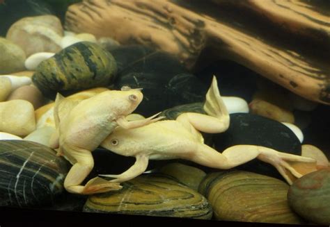 African Clawed Frog: Size, Care, Lifespan, Tank Mates