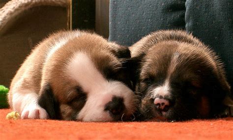 Sleeping Pups | I just love this photo. It is probably the s… | Flickr