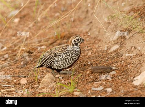 Montezuma Quail male, Cyrtonyx montezumae Stock Photo - Alamy