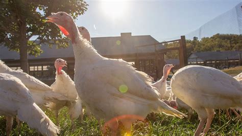 Turkey Farming, A Family Affair - Just Cook by ButcherBox