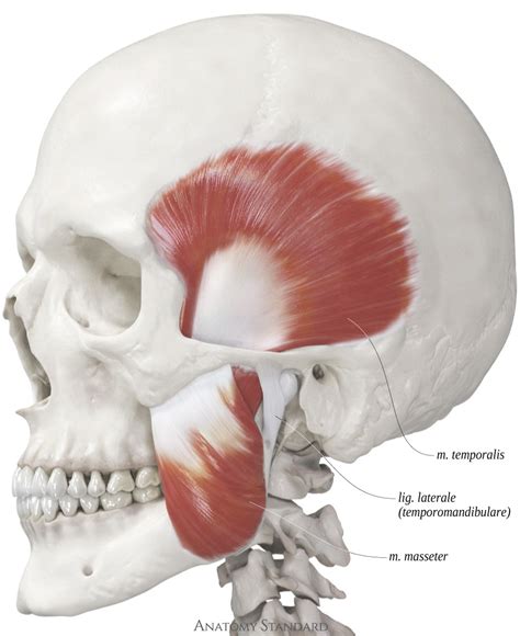 Anatomy Standard - Masticatory muscles: lateral view - Latin labels | AnatomyTOOL