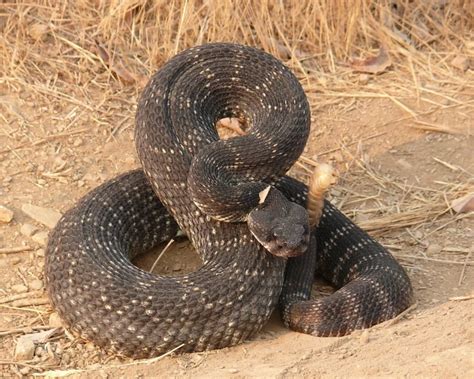 Southern Pacific Rattlesnake - Facts, Diet, Habitat & Pictures on ...