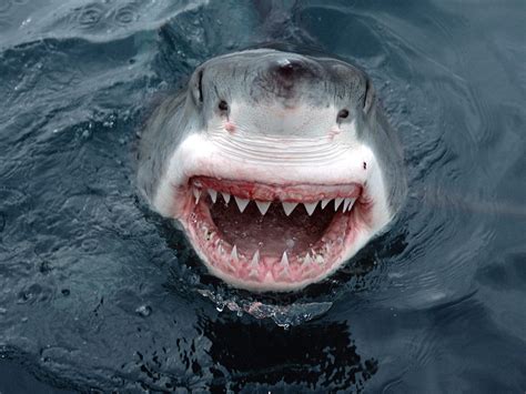 Great White Shark | Wildlife | The Wildlife