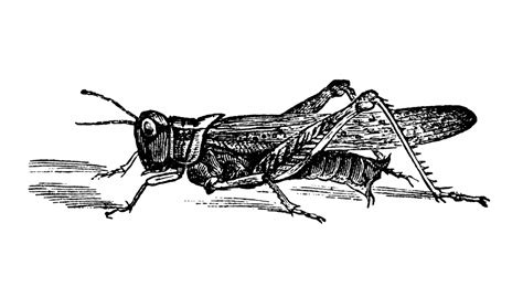 Was the Extinction of the Rocky Mountain Locust the Fulfillment of Biblical Prophecy? | Meridian ...