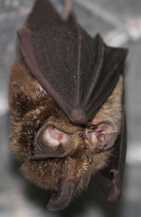 Eastern Horseshoe Bat Rhinolophus megaphyllus