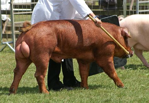 Duroc Boar - Best of Breed | The Last Royal Show | David Merrett | Flickr