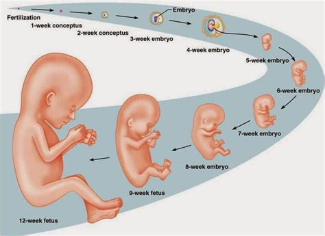 Embryonic And Fetal Development Stages