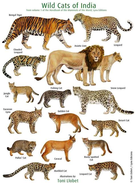 List of cats found in india