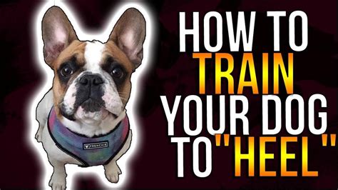 HOW TO TRAIN YOUR DOG TO "HEEL" - YouTube