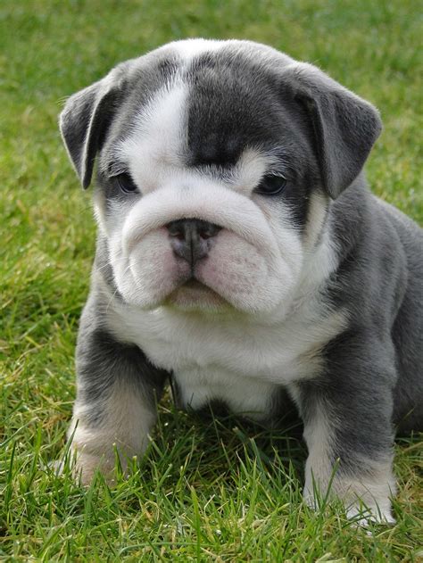 Miniature English Bulldog Info, Temperament, Puppies, Pictures