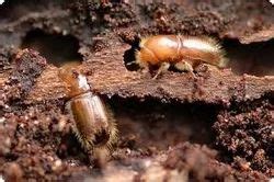 Wood Borer Treatment, Wood Borer Control Services - Sn Solutions, Mumbai | ID: 7137395730