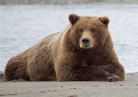 棕熊 免费图片 - Public Domain Pictures