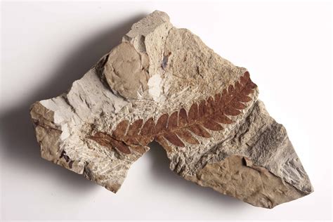 How Do Fossils Help Scientists Understand the History of Life