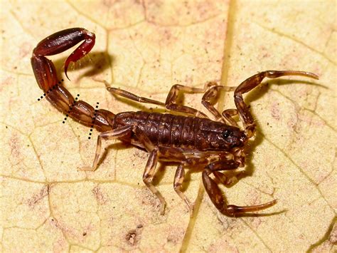 When attacked, some scorpions discard their stinger—and their anus | Science | AAAS