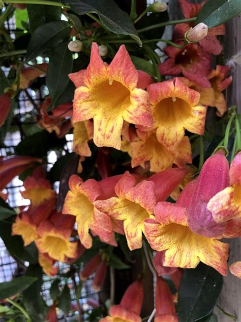 Tangerine Beauty Crossvine, Bignonia Capreolata Seeds for sale