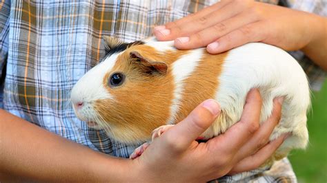 Best Care For Guinea Pigs | vlr.eng.br