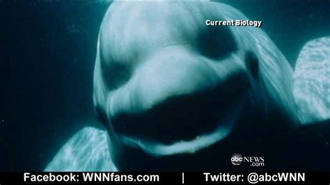 Beluga Whale Sounds Like a Human (With images) | Beluga whale, Whale ...