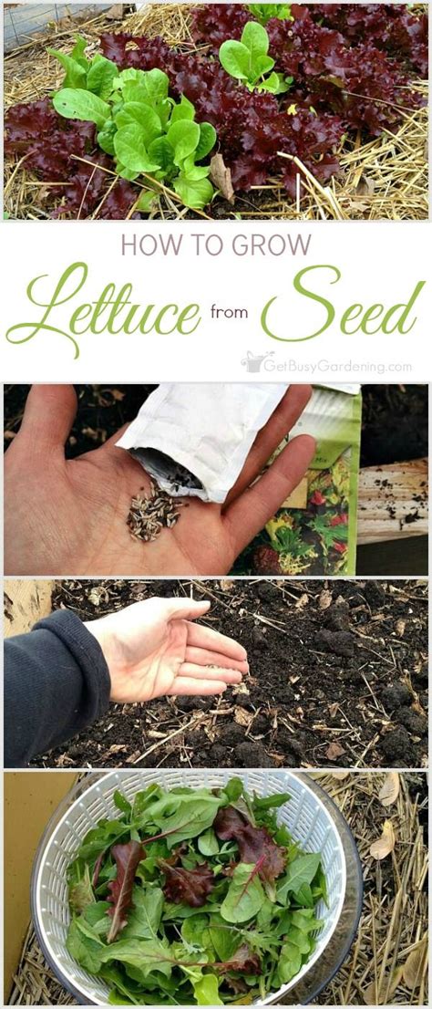 This step-by-step guide for planting lettuce seeds shows you exactly how to grow lettuce from ...